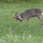 Rehbock bei der Körperpflege