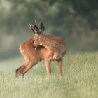 Rehbock, -bei der Morgentoilette