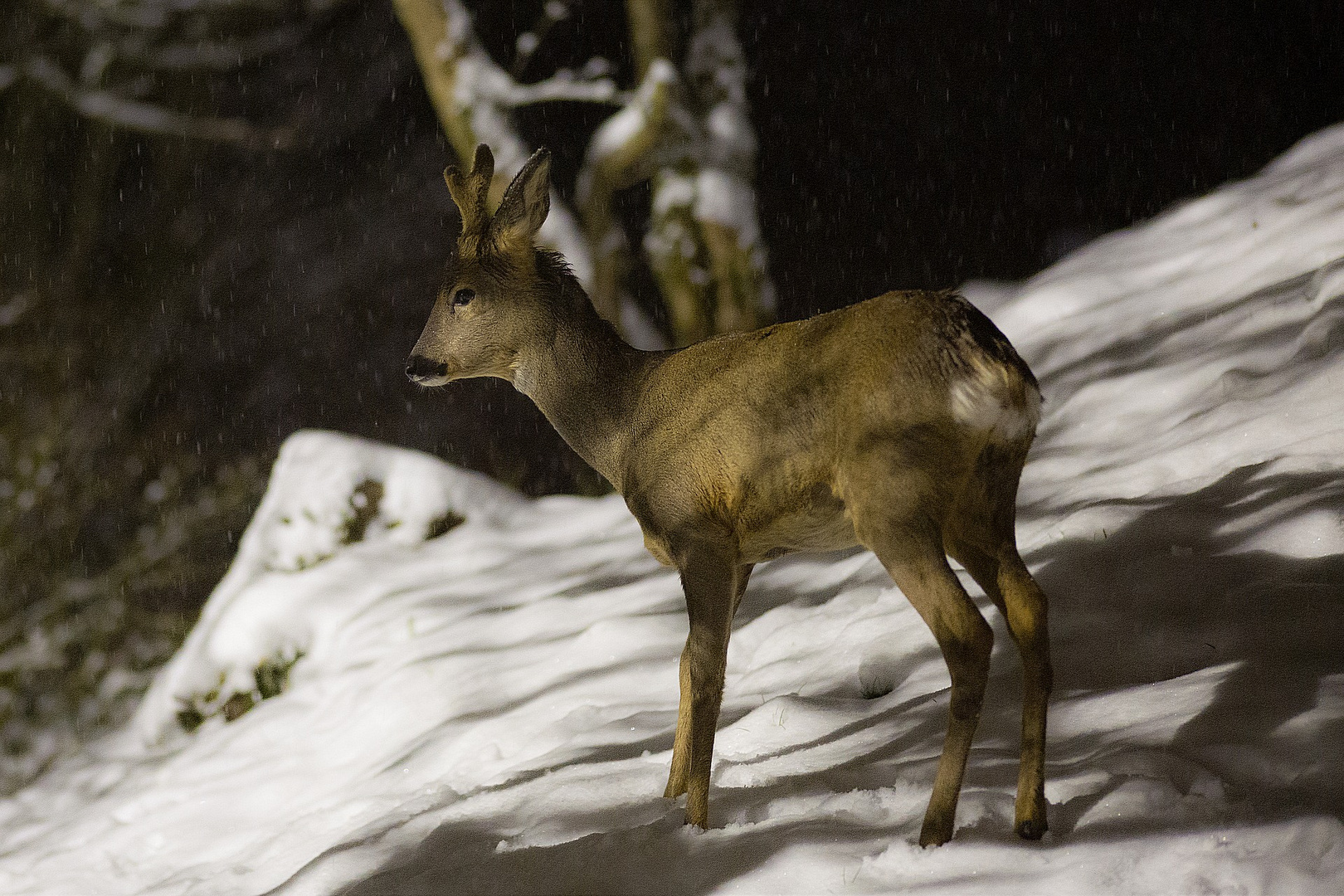 Rehbock bei nächtlichem Schneefall ...