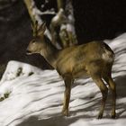 Rehbock bei nächtlichem Schneefall ...