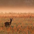 Rehbock bei Sonnenaufgang