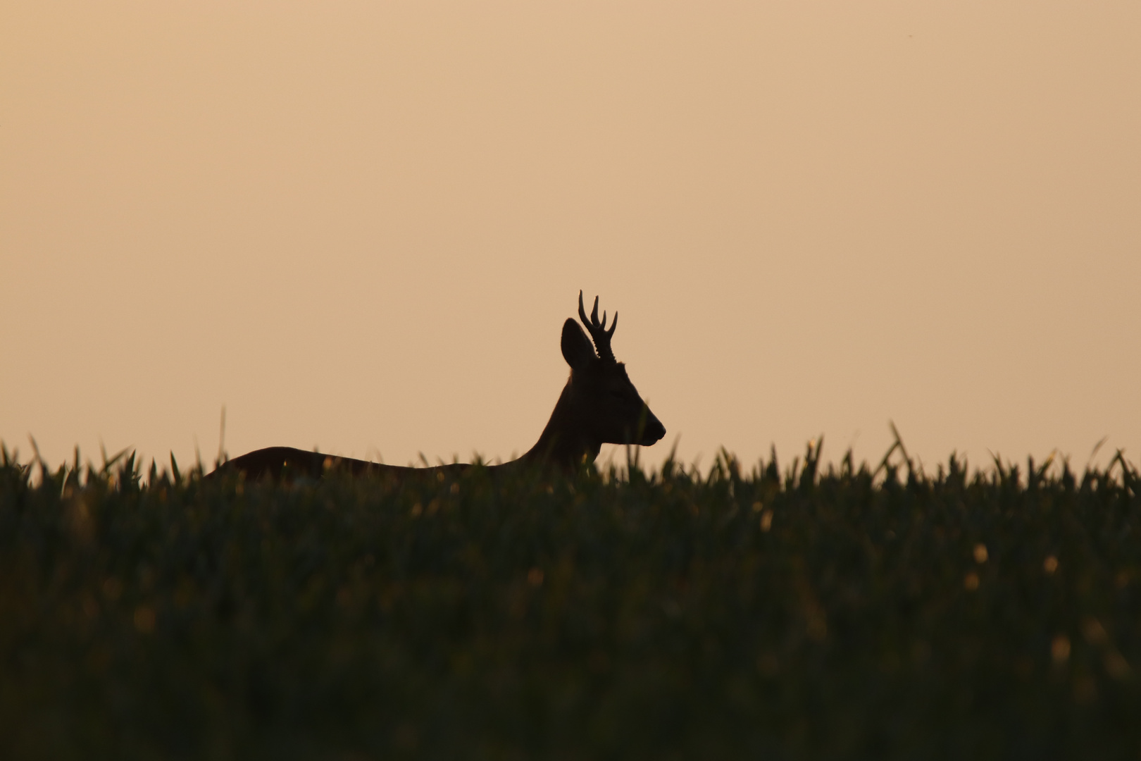 Rehbock bei Sonnenaufgang 