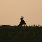 Rehbock bei Sonnenaufgang 