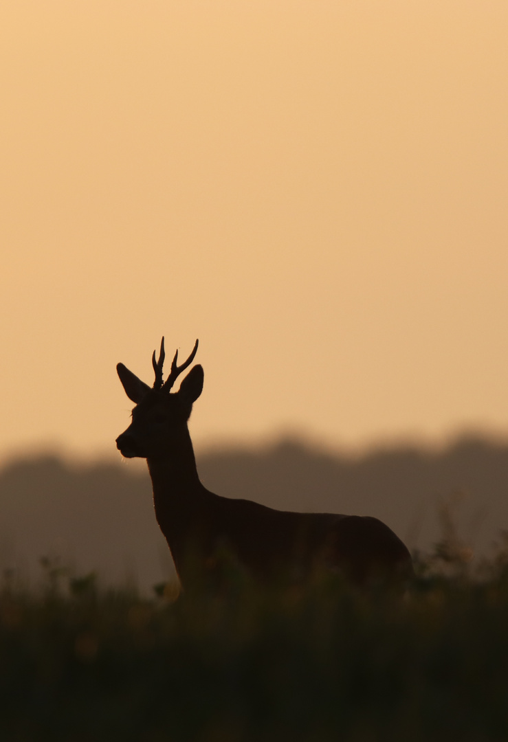 Rehbock bei Sonnenaufgang 