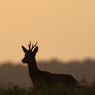 Rehbock bei Sonnenaufgang 