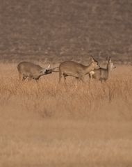 Rehbock beim ... ?