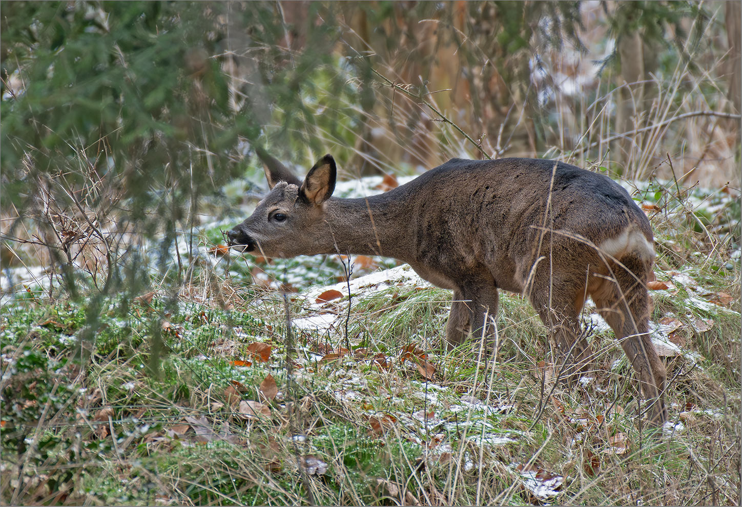 Rehbock beim Äsen   . . .