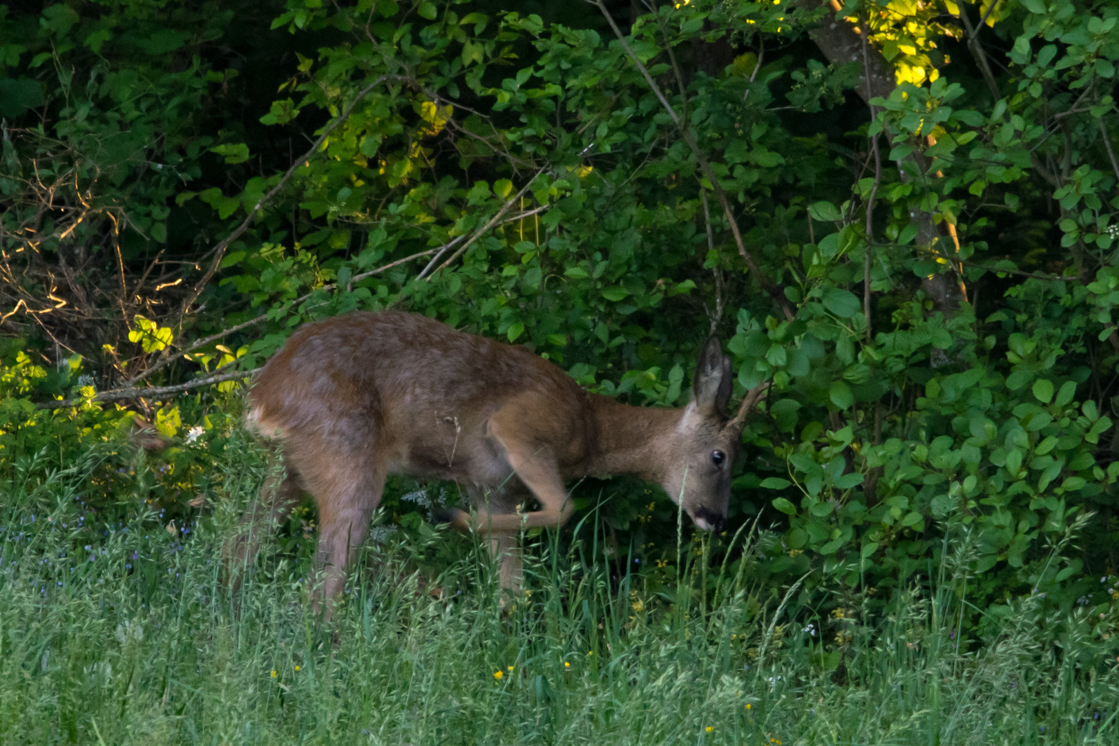 Rehbock beim Plätzen und Fegen