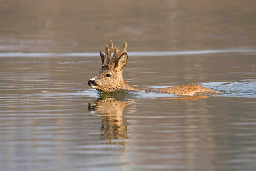 Rehbock beim Wassersport