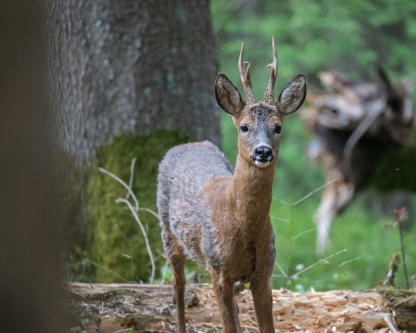 Rehbock Foto & Bild | canon, wald, bäume Bilder auf fotocommunity