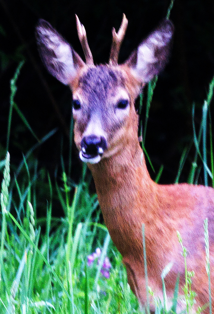 Rehbock (Capreolus capreolus)