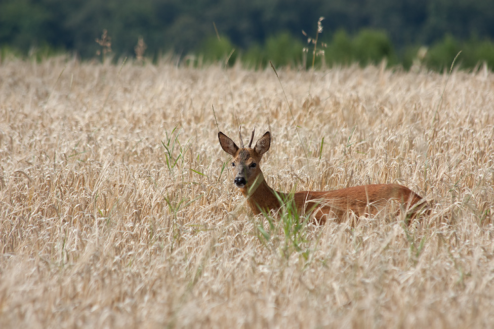 - Rehbock (Capreolus capreolus) -