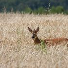 - Rehbock (Capreolus capreolus) -