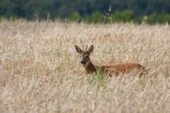 - Rehbock (Capreolus capreolus) -