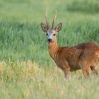 Rehbock (Capreolus capreolus)