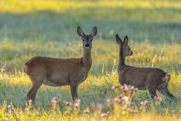 Rehbock (Capreolus capreolus)