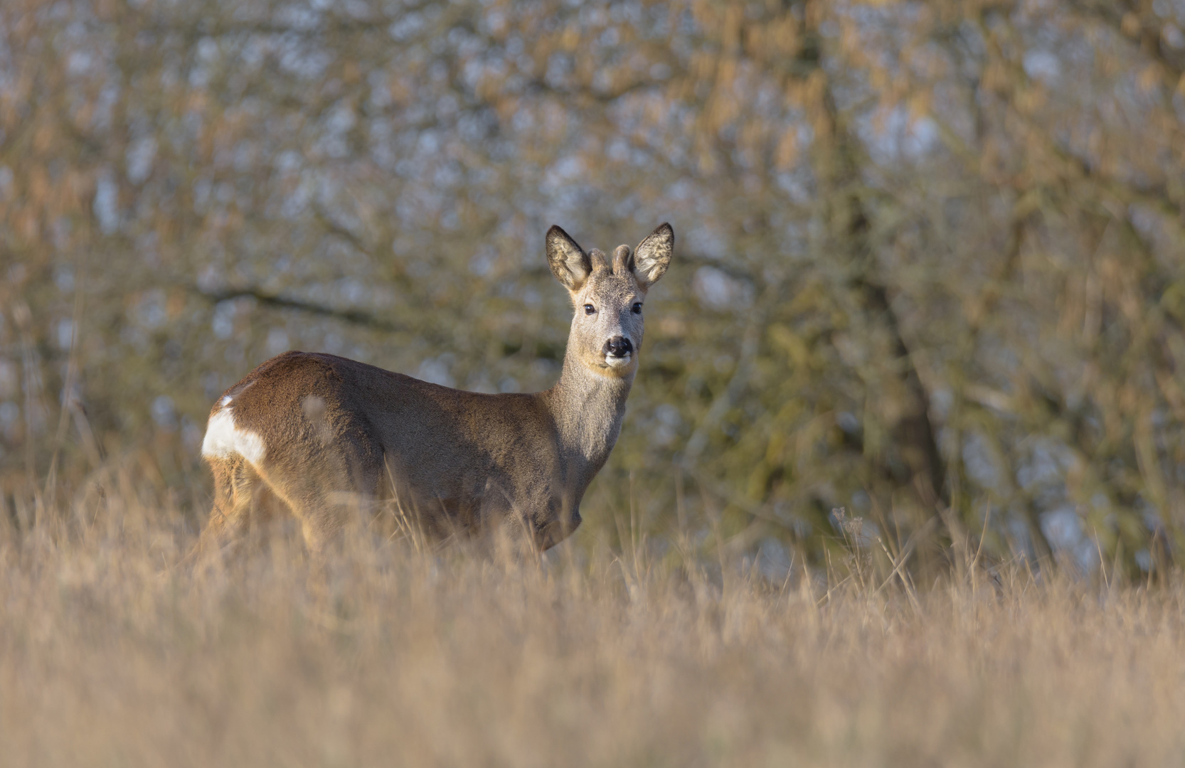 ~Rehbock (Capreolus capreolus)~