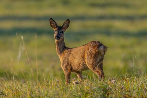 Rehbock (Capreolus capreolus)