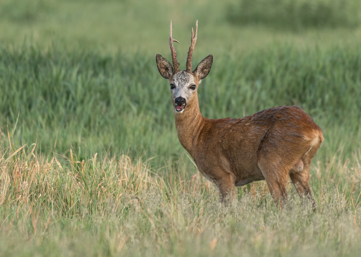 Rehbock (Capreolus capreolus)