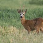 Rehbock (Capreolus capreolus)