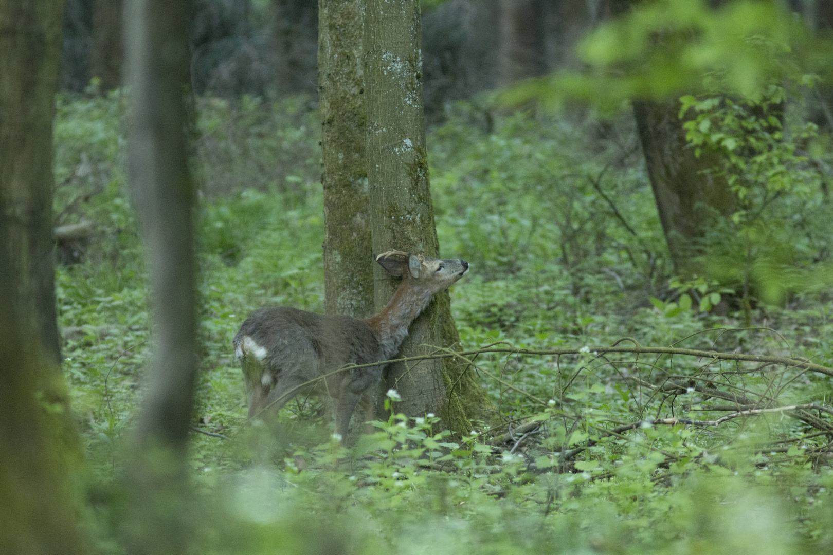 Rehbock  (Capreolus capreolus) 