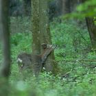 Rehbock  (Capreolus capreolus) 