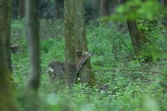 Rehbock  (Capreolus capreolus) 