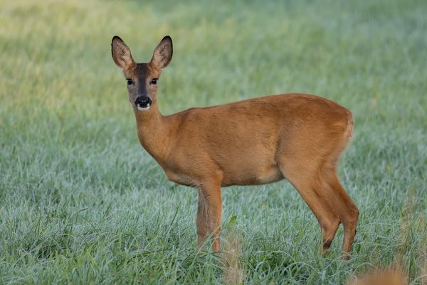 Rehbock (Capreolus capreolus)