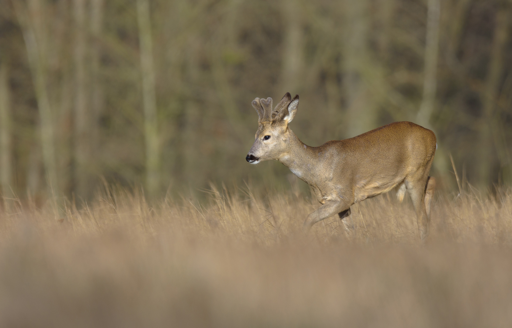 ~Rehbock (Capreolus capreolus)~