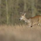 ~Rehbock (Capreolus capreolus)~