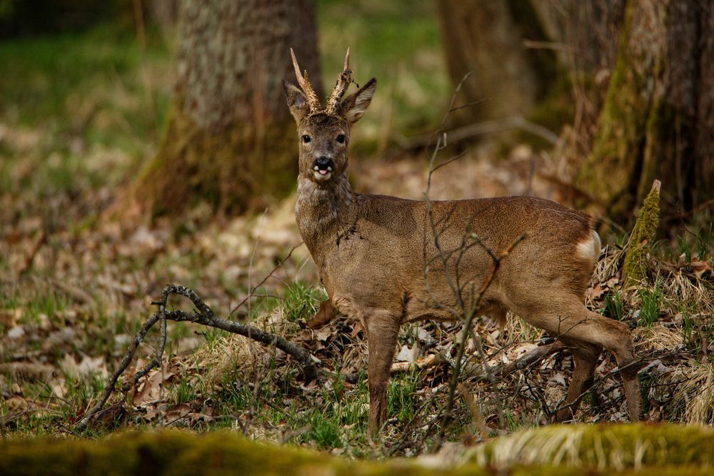 Rehbock (Capreolus capreolus)