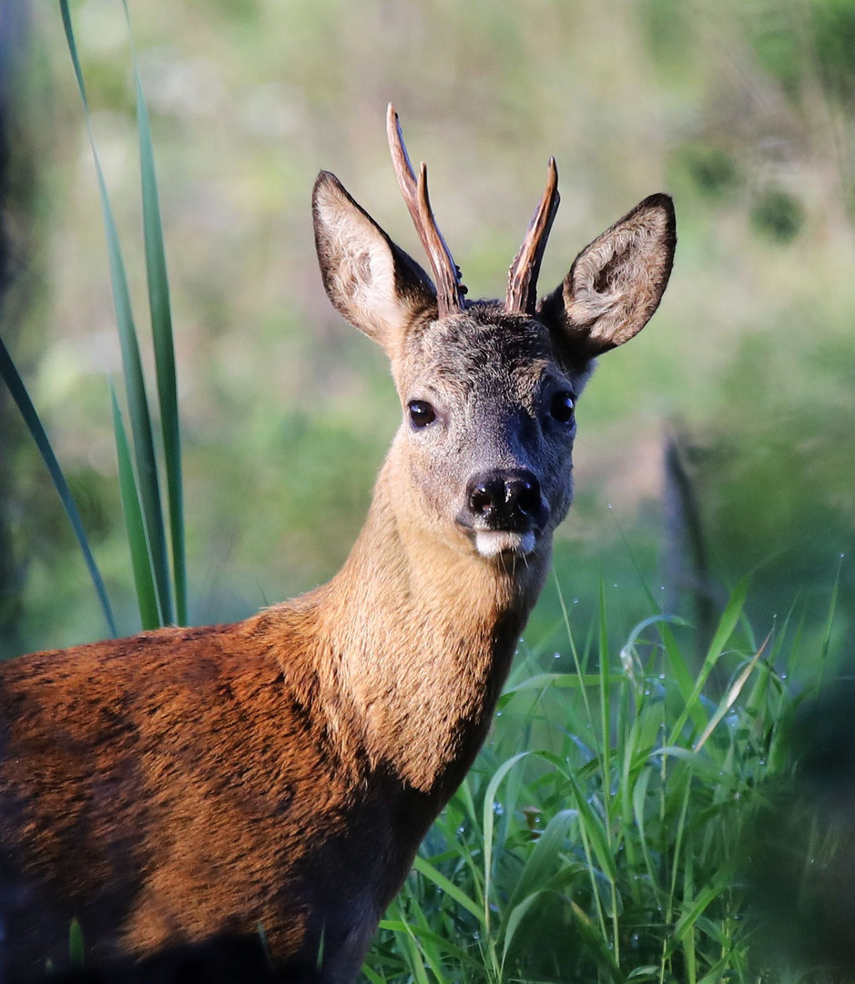 Rehbock (Capreolus capreolus)