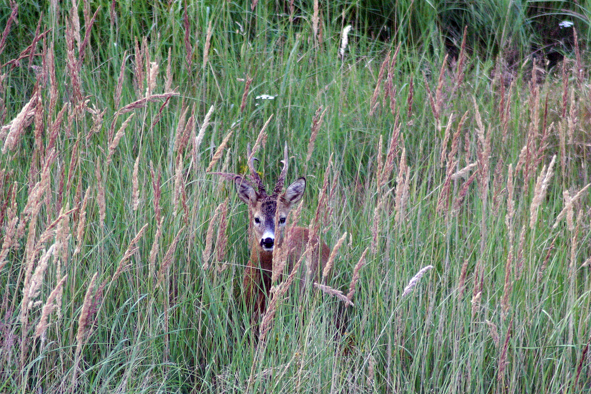 Rehbock (Capreolus capreolus)