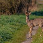 Rehbock (Capreolus capreolus)