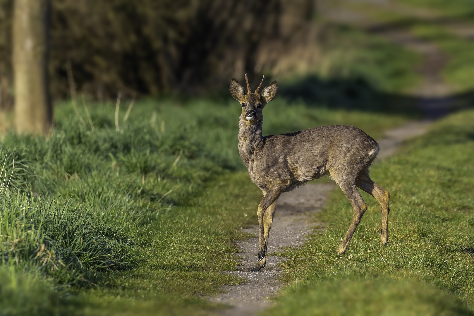 Rehbock (Capreolus capreolus)