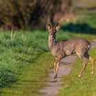 Rehbock (Capreolus capreolus)