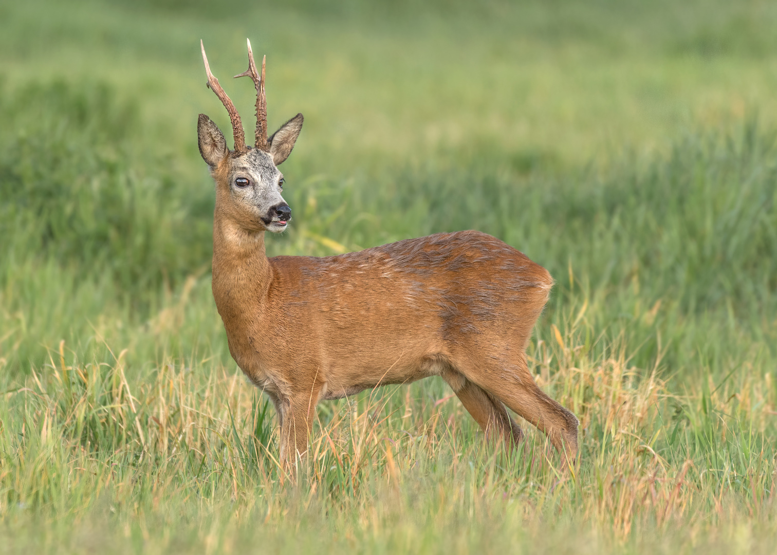 Rehbock (Capreolus capreolus)