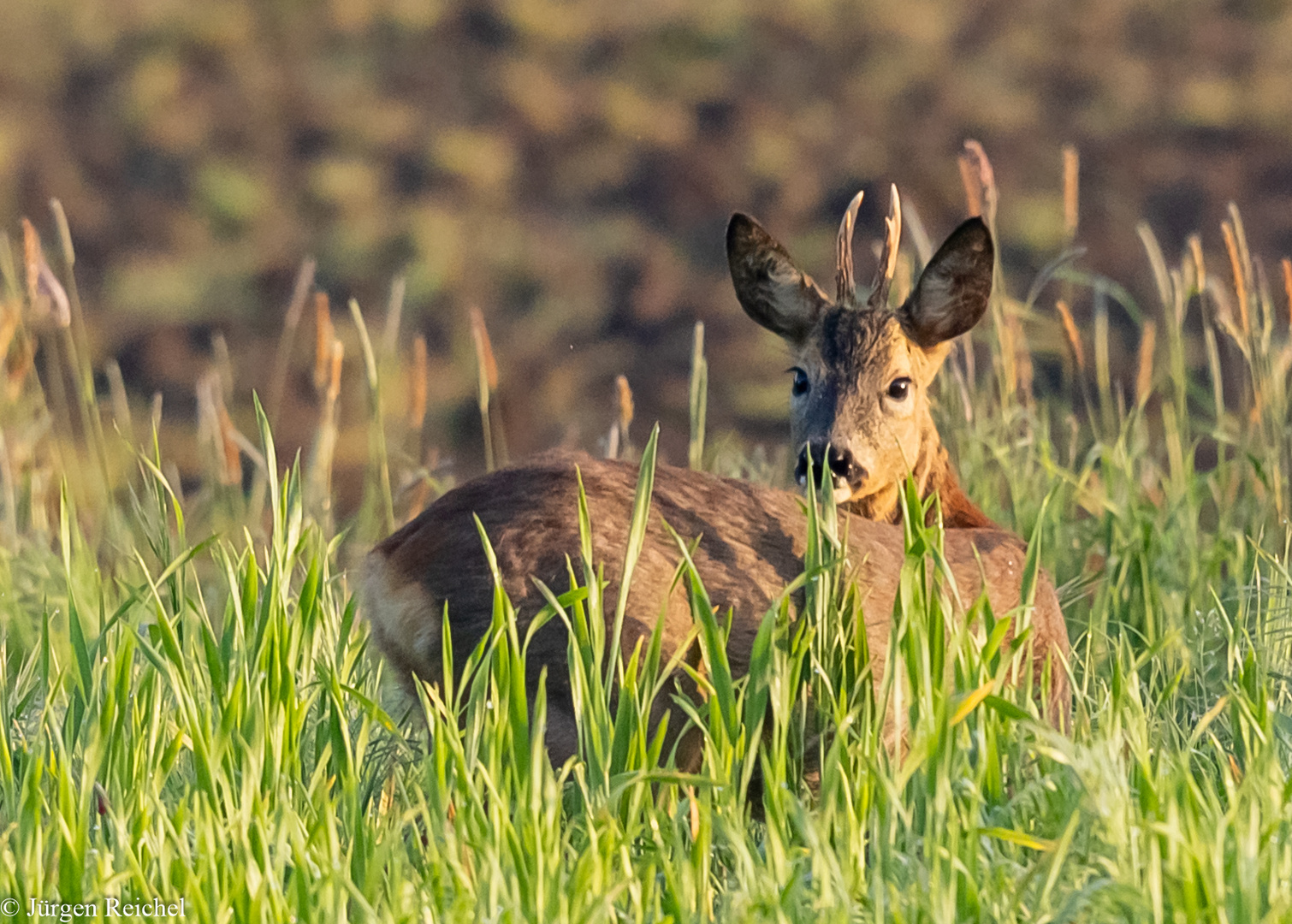 Rehbock (Capreolus capreolus) 