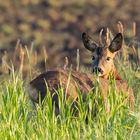 Rehbock (Capreolus capreolus) 