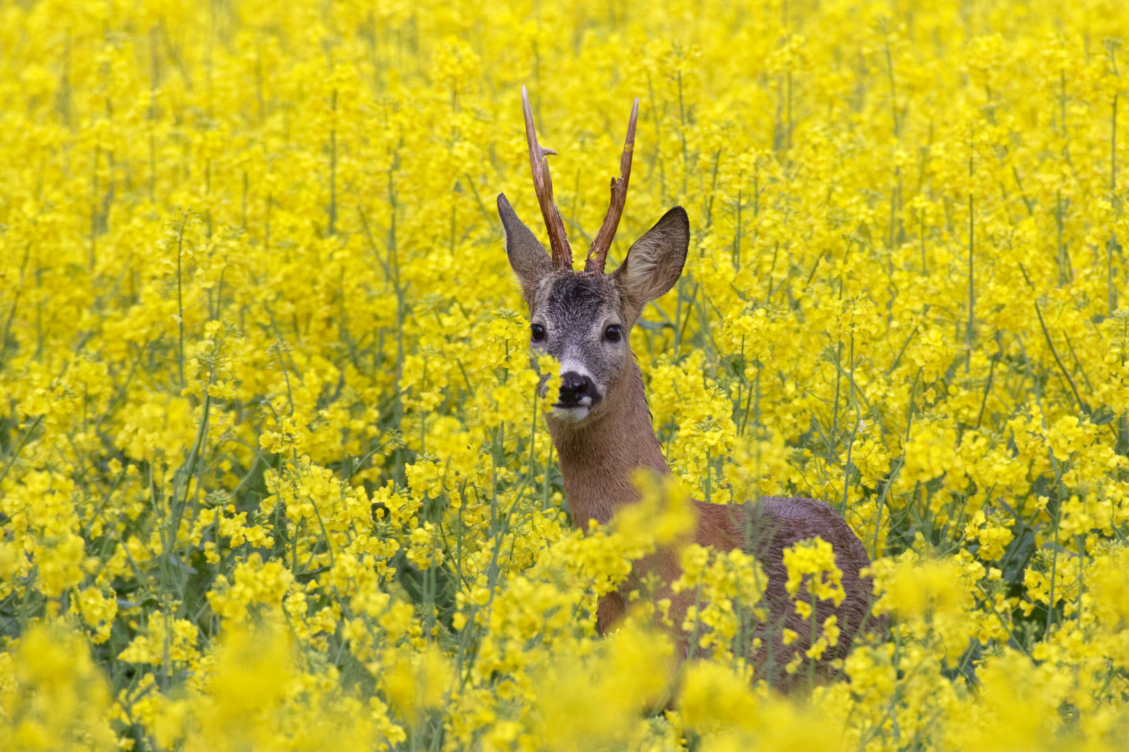 Rehbock  (Capreolus capreolus) im Raps