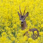 Rehbock  (Capreolus capreolus) im Raps