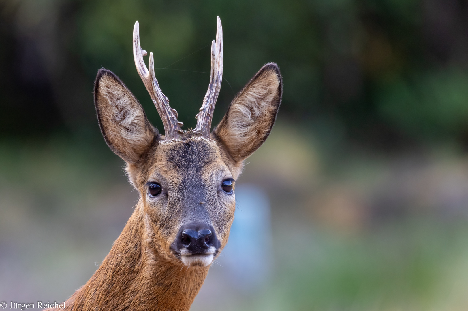 Rehbock ( Carpreolus carpreolus ) 