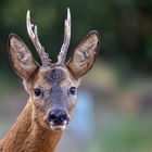 Rehbock ( Carpreolus carpreolus ) 