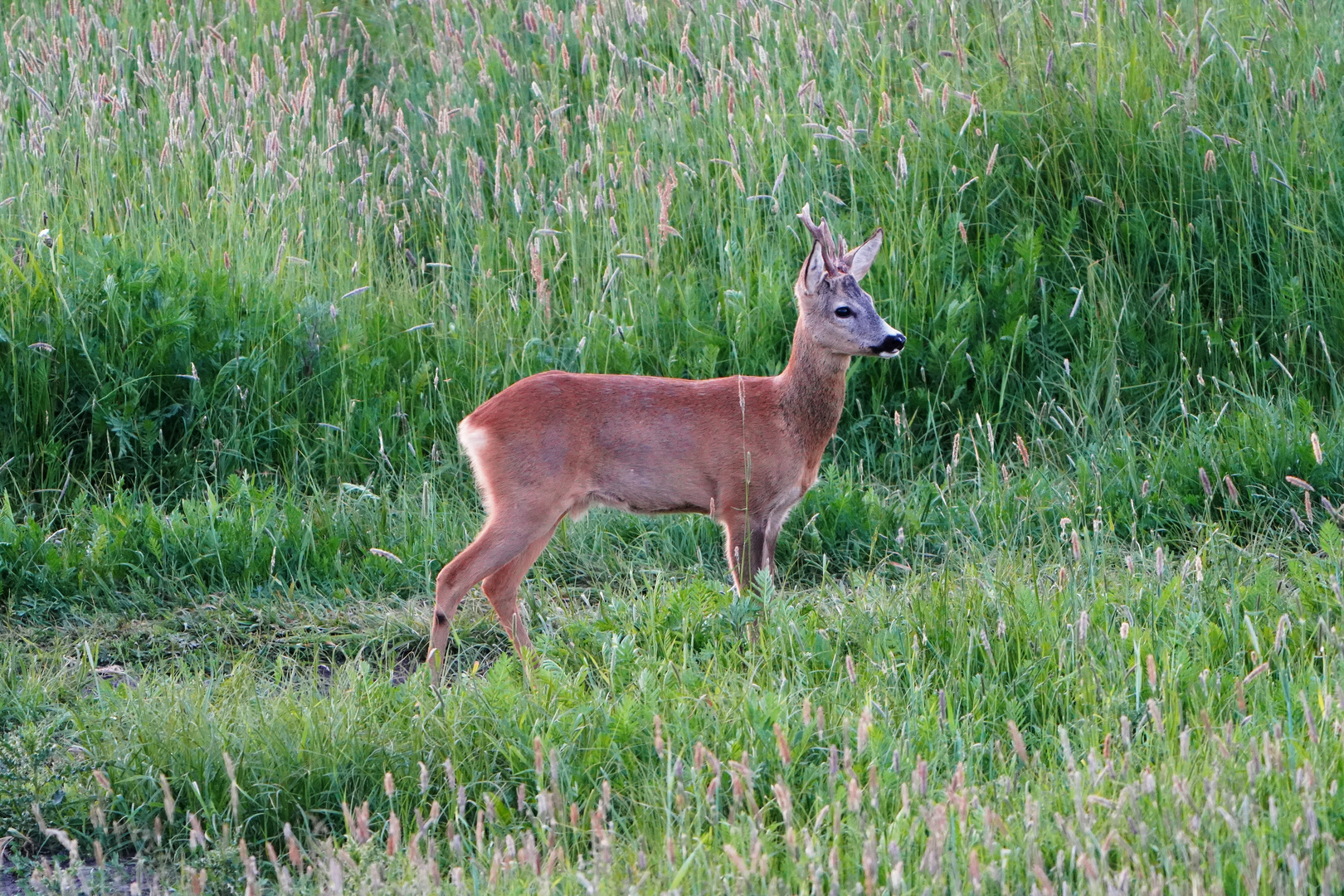 Rehbock