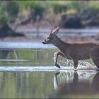 Rehbock der durchs Wasser lief