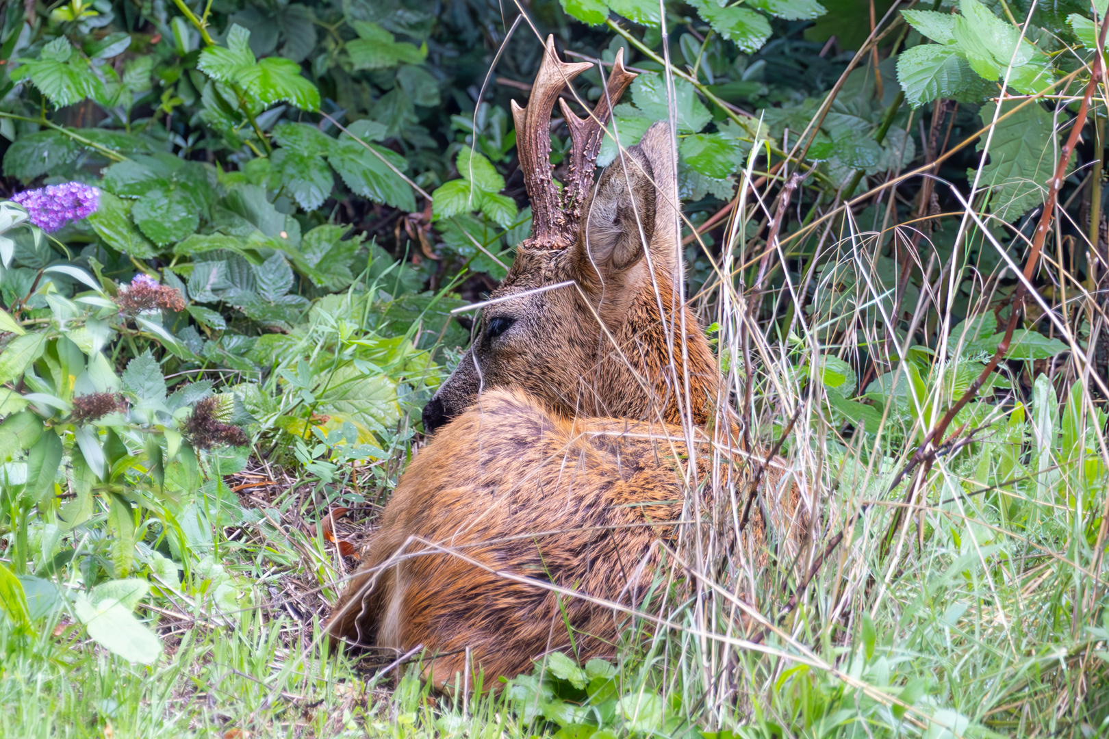 Rehbock döst in meinem Garten