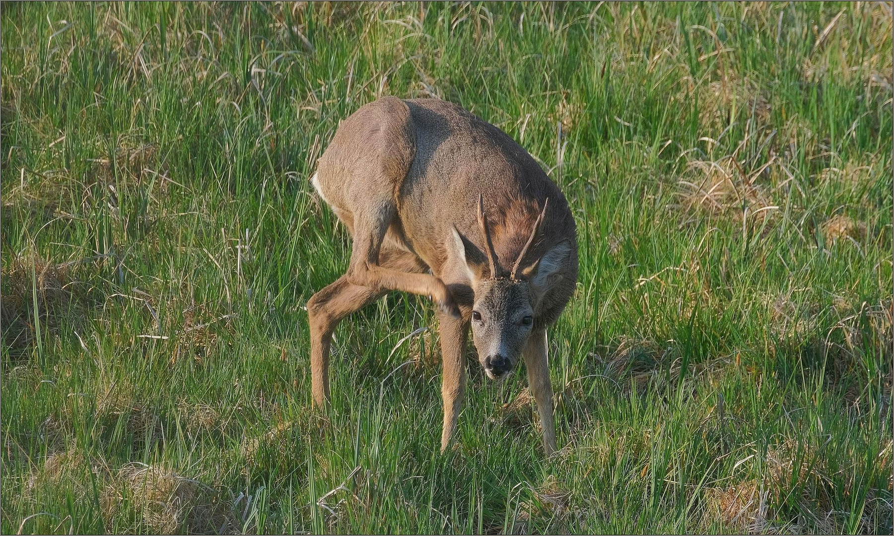 Rehbock...