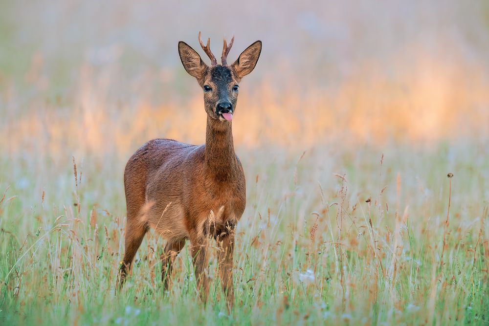 Rehbock frühmorgens auf der Moorwiese.