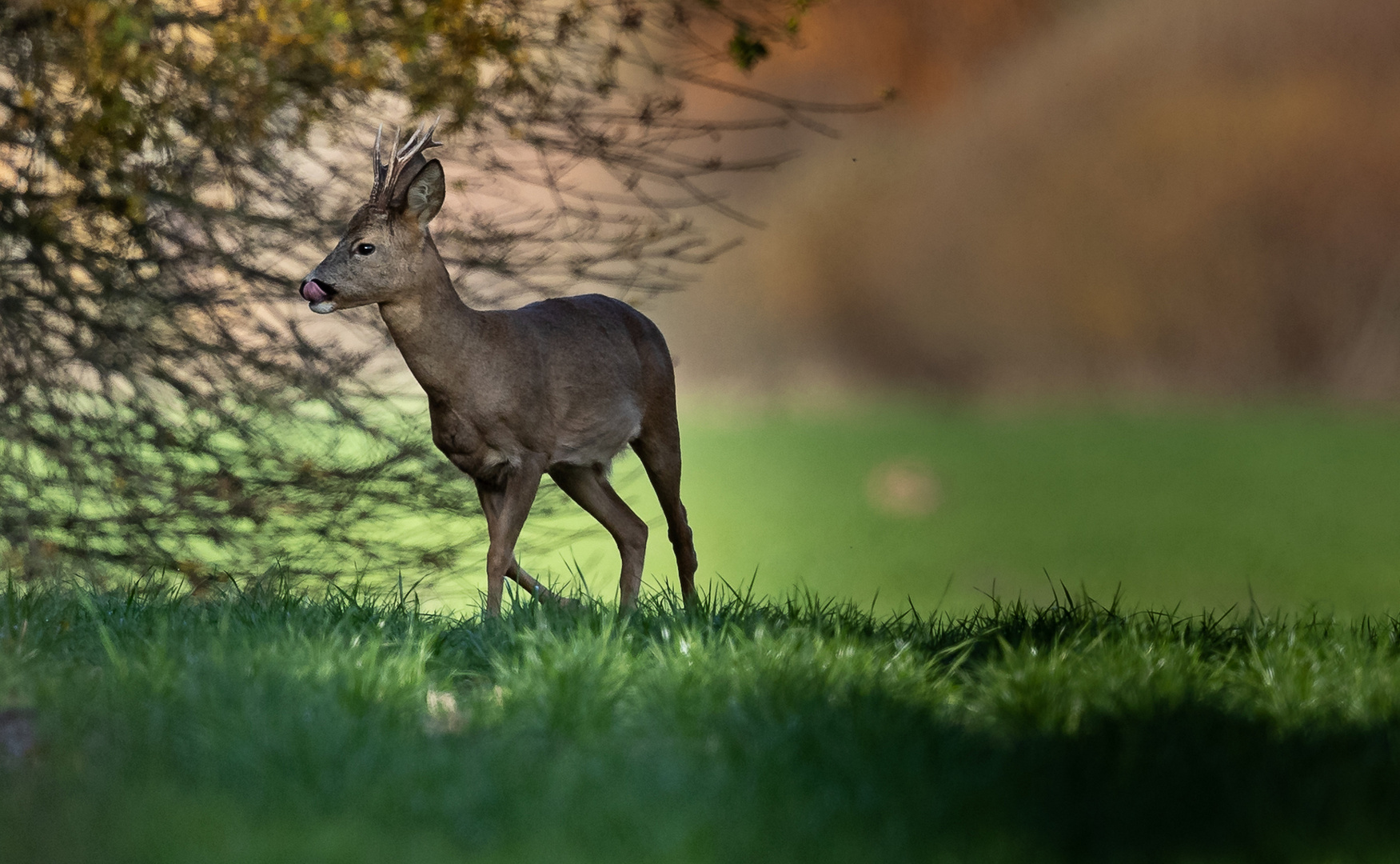 Rehbock Herbst-0241