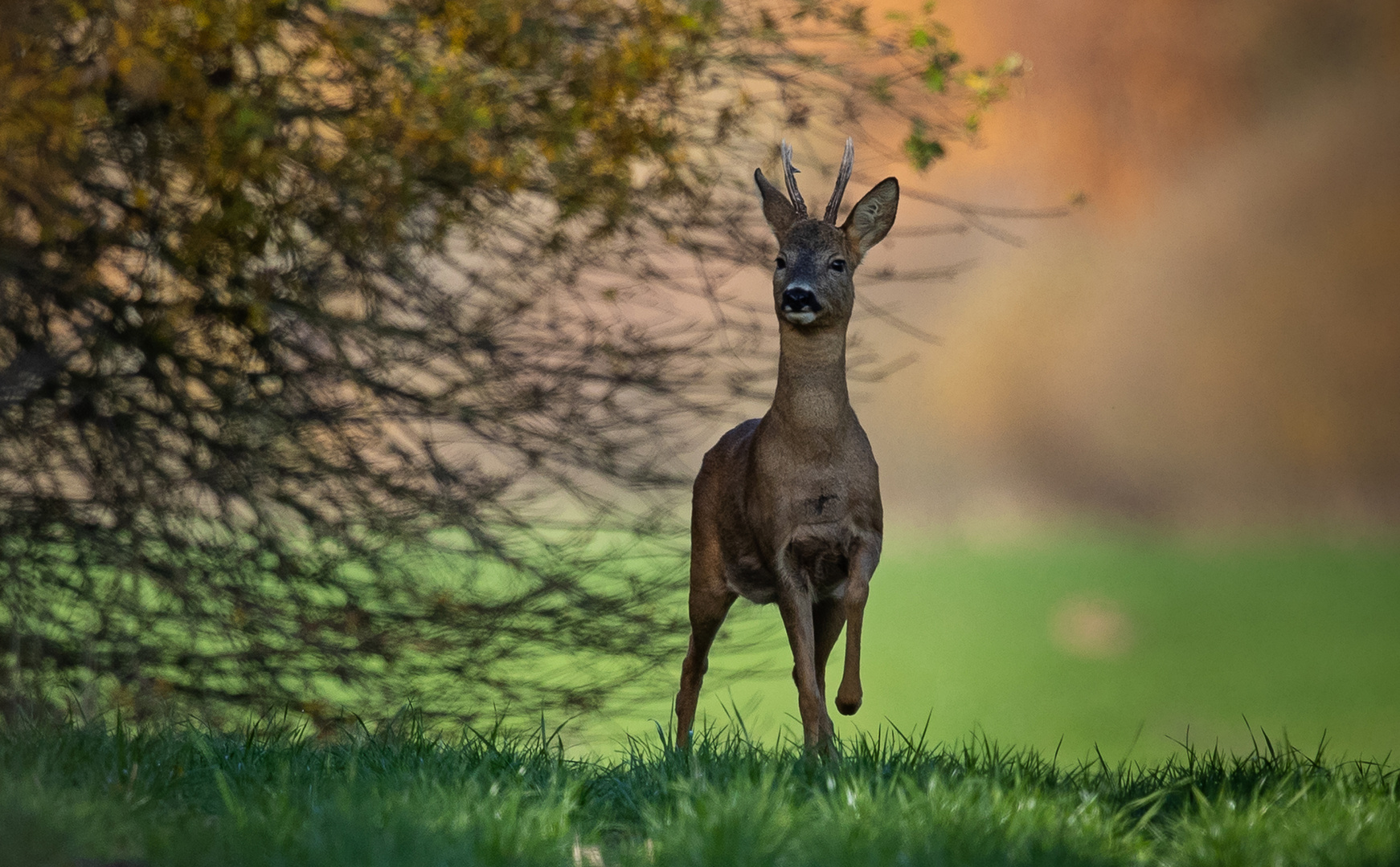 Rehbock Herbst 1-0240